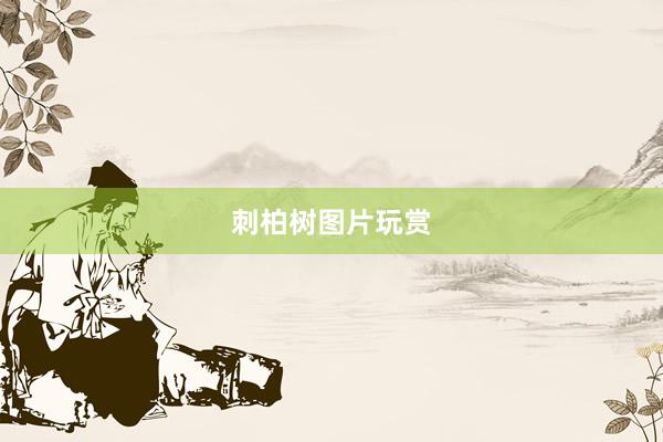 刺柏树图片玩赏